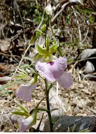 Image result for Eulophia guineensis