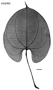 Image result for Dioscorea alata