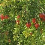 Compare prices & read reviews. Fertilizer For Arborvitae How And When To Feed Arborvitae Trees