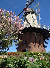 Windmill island gardens is home to de zwaan windmill, the last mill allowed to be transported from the netherlands. Dezwaan Windmill Windmill Island Gardens Holland Mi America S Only Authentic Imported From The Netherlands Working Dutch Windmill Photo B Nederland Molen
