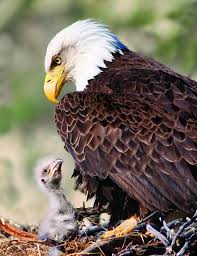 All Creatures 1st Place Bald Eagle Pet Birds Birds