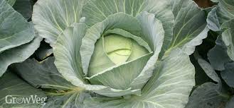 This is why plants will often look wilted on the morning after a frost. Growing Cabbages From Sowing To Harvest
