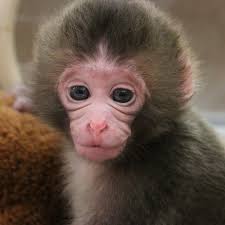 Check out Blank Park Zoo's newest (and cutest) baby animal