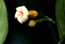 Image result for Tabernanthe elliptica