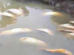 Waduk kedung ombo emang spotnya ikan tombro. Pancaroba Puluhan Ton Ikan Di Waduk Kedung Ombo Mati Joss Co Id