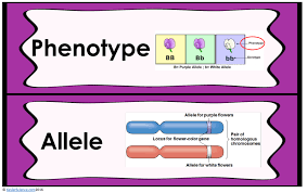 Genetics Lesson Plan Genetics Lesson Science Lessons Genetics Activities