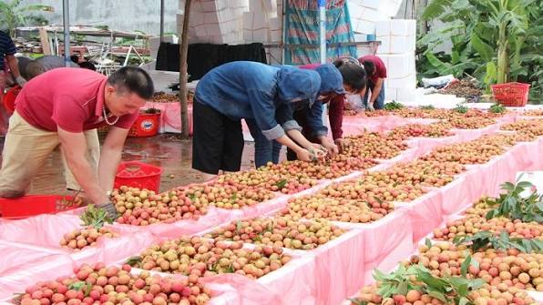 Vải thiều Việt Nam xuất khẩu sang Trung Quốc