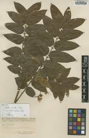 Image result for Lovoa swynnertonii