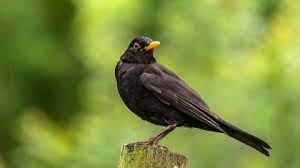 Перевод песни blackbird — рейтинг: Blackbird The Wildlife Trusts