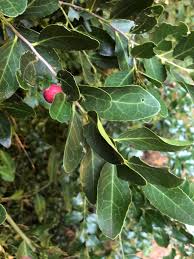 Image result for Mystroxylon