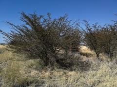 Image result for Acacia kirkii