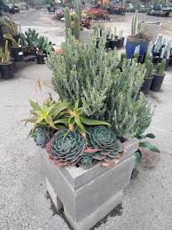 Image result for Kleinia sp.no.1