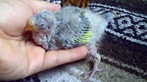 There are 1339 baby wales for sale on etsy, and they cost 12,32 $ on average. Baby Princess Of Wales Parrot Youtube