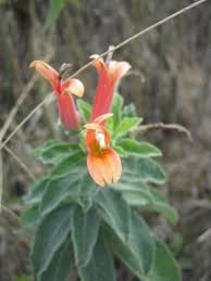 Image result for Isoglossa laxiflora