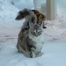 Yabani Kedi Duvar Kagidi Cat Wallpapers Sevimli Kediler Cok Sirin Hayvanlar Kedi