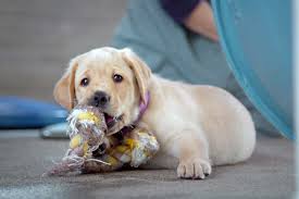 You'll find below all the articles written in the puppy category of this site. Dogumentary Follows Quest Of Puppy Litter Rome Daily Sentinel