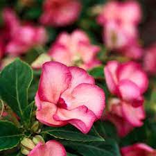 We did not find results for: Impatiens Fill Shady Spots With Colorful Flowers All Season Long Shade Flowers Plants Shade Garden Plants