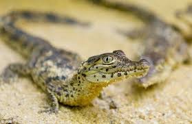 Zoo Forced To Change The Name Of Cuban Crocodile Named Fidel Crocodile Zoo Cuban