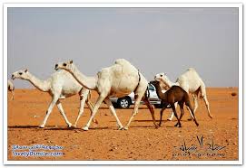 لفلي سمايل صور مسميات ومصطلحات الإبل عند أهلها