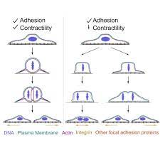 Maybe you would like to learn more about one of these? The Role Of Mitotic Cell Substrate Adhesion Re Modeling In Animal Cell Division Sciencedirect