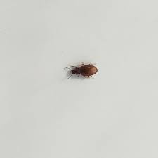 There are three common types of tiny brown bugs: Tiny Bug In Bathroom Ask An Expert