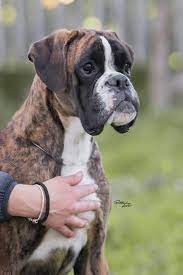 love boxers bokser sobaka sobaki nemeckij bokser