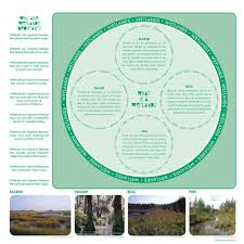 The Difference Between Various Types Of Wetlands Marshes Infographicnow Com Your Number One Source For Daily Infographics Visual Creativity Wetlands Activities Wetland Nature Education