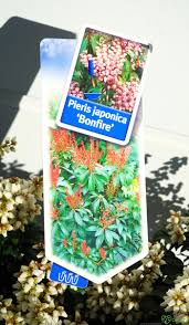 Image result for Pieris japonský bonfire obrázek