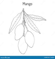 Image result for Mangifera indica