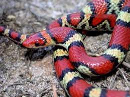 Species Profile Scarlet Snake Cemophora Coccinea Srel Herpetology Small Lizards Snake Coral Snake