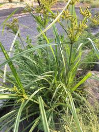 Image result for Cyperus alopecuroides