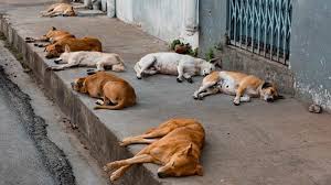 Resultado de imagen para Imagenes de perros