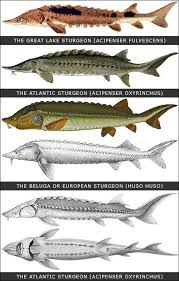 Sturgeons Sturgeon Fish Lake Sturgeon Fish