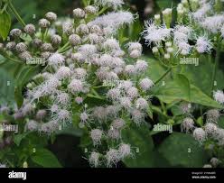 Image result for Chromolaena odorata