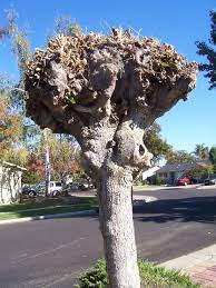6 Things You Need To Know About Trees If You Live In San Jose Our City Forest Tree Tree Pruning Street Trees