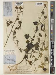 Image result for Hibiscus physaloides