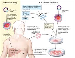 Use Of Genetically Modified Stem Cells In Experimental Gene