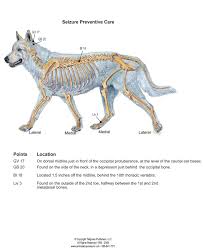 There was a friendly man who lives in our neighborhood who had witnessed what happened and brought missy several bowls all you can do when a seizure happens is to wait it out. Acupressure To Prevent Seizures In Dogs Animal Wellness Magazine