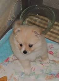 They are short yet sturdily built dogs with how to find corgi dachshund puppies. Real Pomeranian Puppies For Sale Novocom Top