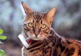 ne perdez pas votre chat localisation en temps reel et sans limite de distance plus petit gps pour au monde fo photo drole animaux fleurs printemps images coloriage