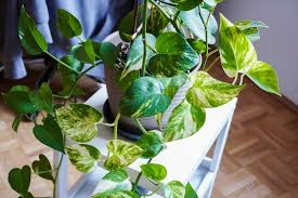 Image result for Epipremnum en casa