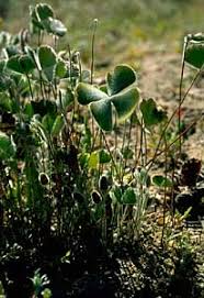Image result for Marsilea nubica