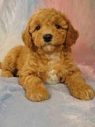 We would love for you to meet your new puppy and their parents. Bichon Poodle Puppies For Sale Iowa Poodle Bichon Breeder Bichon Poodle Mix