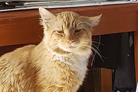 What to do if my cat has escaped? Missing Cat Comes Back To Grand Forks Family After 5 Days In The Wind Boundary Creek Times