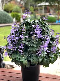 Image result for Plectranthus elegans