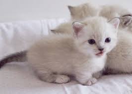 Show quality munchkin cat for sale. Gorgeous Munchkin Kittens For Sale Your Dwarf Little Mates Munchkin Kitten Cute Cats Munchkin Kittens For Sale