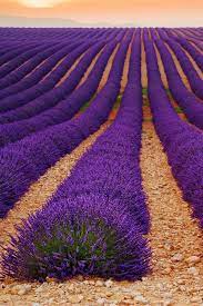 Pin By Indian Makeup And Beauty Blog On To See Before You Die Lavender Fields Beautiful Flowers Lovely Lavender