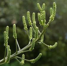 Image result for Cussonia