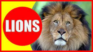 1 day ago · watch the popular children's moral story 'the lion and the mouse' in english. Lion Information For Kids Facts About Lions For Children Lions Roar And Lion Sounds Kiddopedia Youtube