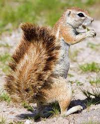 South African Ground Squirrel Squirrel Online Photo Gallery Ground Squirrel